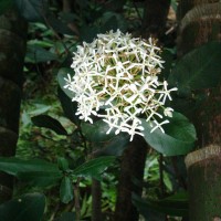 Ixora finlaysoniana Wall. ex G.Don